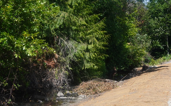 Mountlake Terrace Aquatic Ecosystem Restoration Project