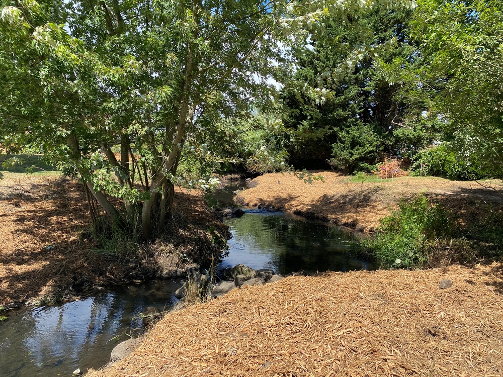 Mountlake Terrace Aquatic Ecosystem Restoration Project