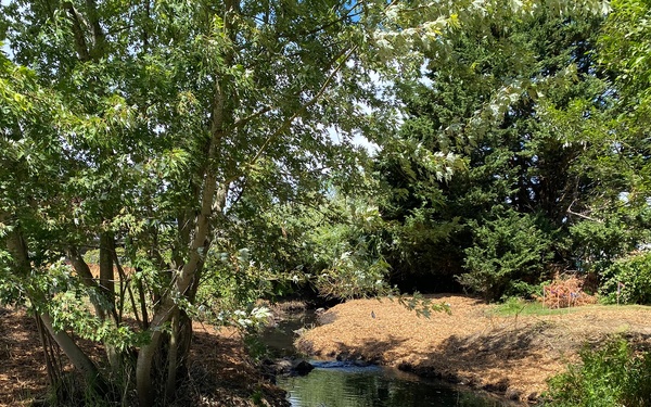 Mountlake Terrace Aquatic Ecosystem Restoration Project