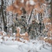 Air Force Cold Weather Training at Fort McCoy