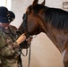 One Last Hussar: 1-9 Cavalry Leadership gets back to equine roots in Poland