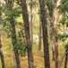 A U.S. Army Reserve Soldier walks in the woods during land navigation