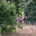 Soldiers Compete in Day Land Nav