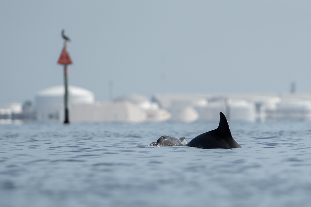 Bottlenose dolphins at MacDill