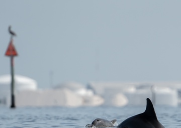 Bottlenose dolphins at MacDill