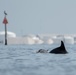Bottlenose dolphins at MacDill