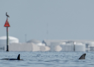 Bottlenose dolphins at MacDill