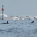 Bottlenose dolphins at MacDill