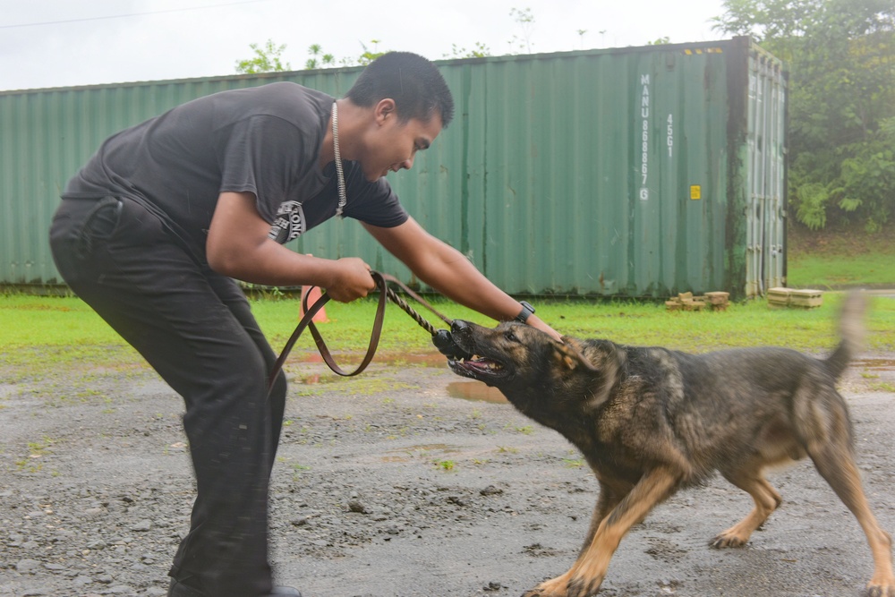 A K9 Demonstrates Skill at the Palau Narcotics Enforcement Agency