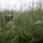 Fuji Viper 23.3 Live-Fire Squad Attacks Fuji Viper 23.3 Live-Fire Squad Attacks