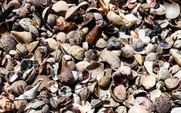 Hurricane Idalia Recovery