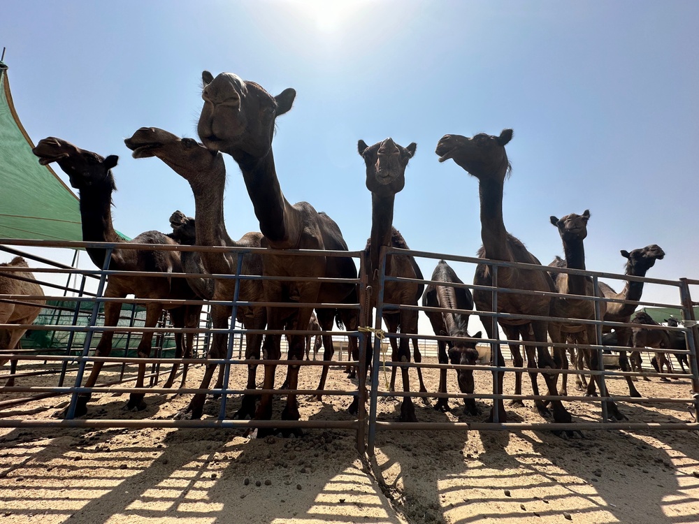 Herd of Camels in Kuwait