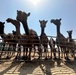 Herd of Camels in Kuwait