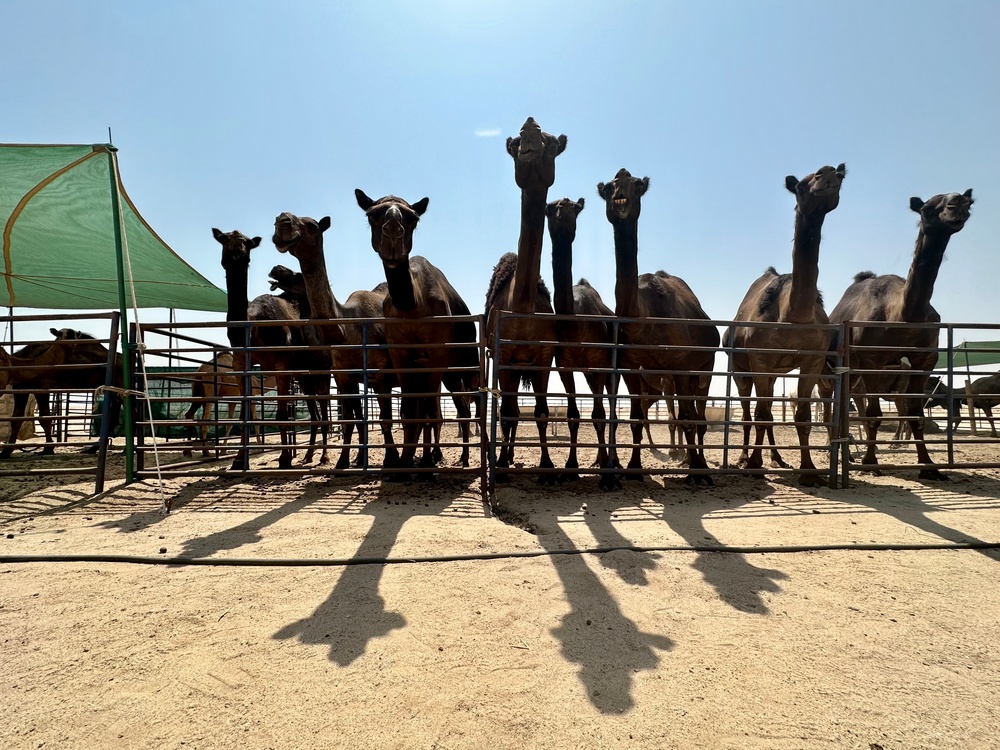 Herd of Camels in Kuwait