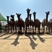 Herd of Camels in Kuwait