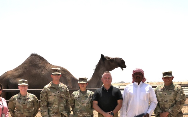 Camels outside of Camp Arifjan, Kuwait, September 2023