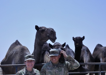 Camels outside of Camp Arifjan, Kuwait, September 2023