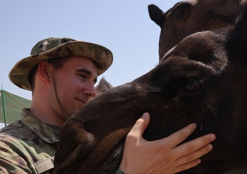 Camels outside of Camp Arifjan, Kuwait, September 2023