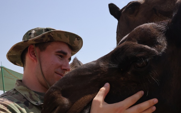 Camels outside of Camp Arifjan, Kuwait, September 2023