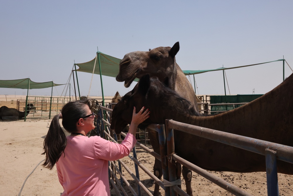 Camels in the Kuwaiti Desert