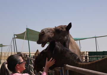 Camels in the Kuwaiti Desert