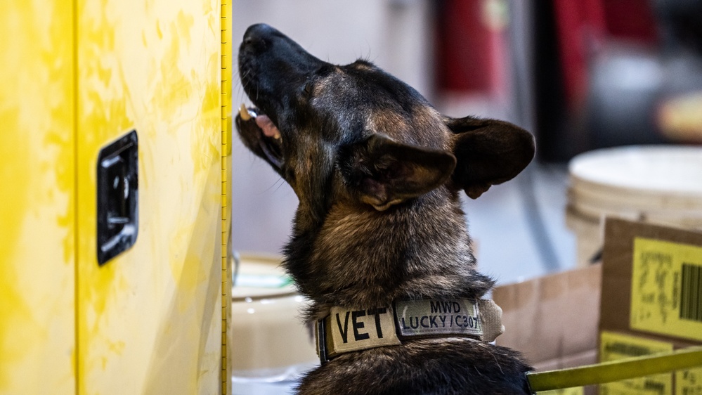 MWD Lucky Tests His Sniffing Skills
