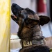 MWD Lucky Tests His Sniffing Skills