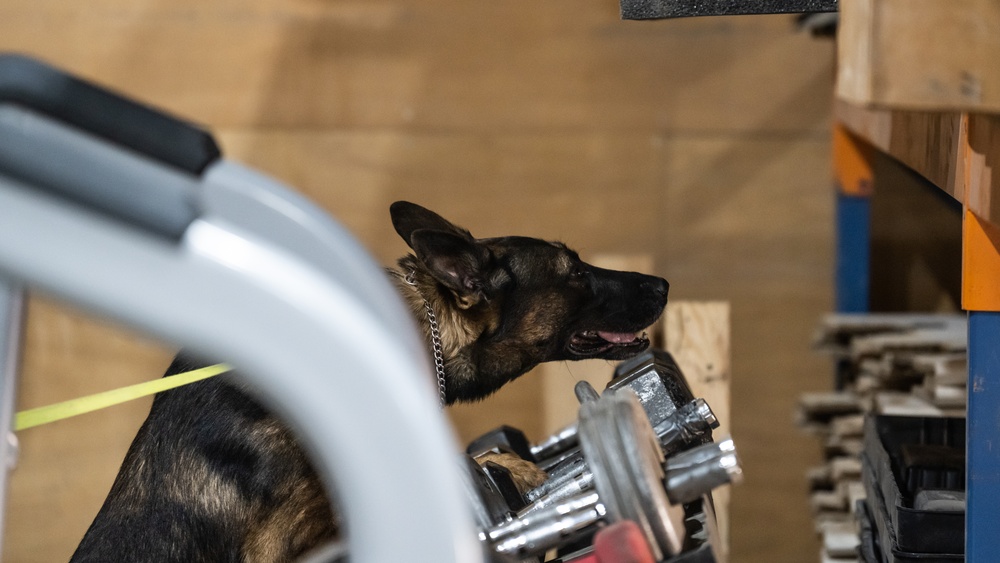 MWD Lucky Tests His Sniffing Skills
