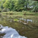 Conneaut Creek Sea Lamprey Barrier