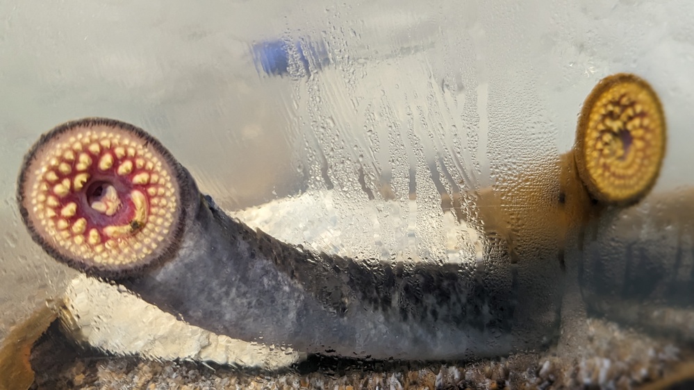 Conneaut Creek Sea Lamprey Barrier