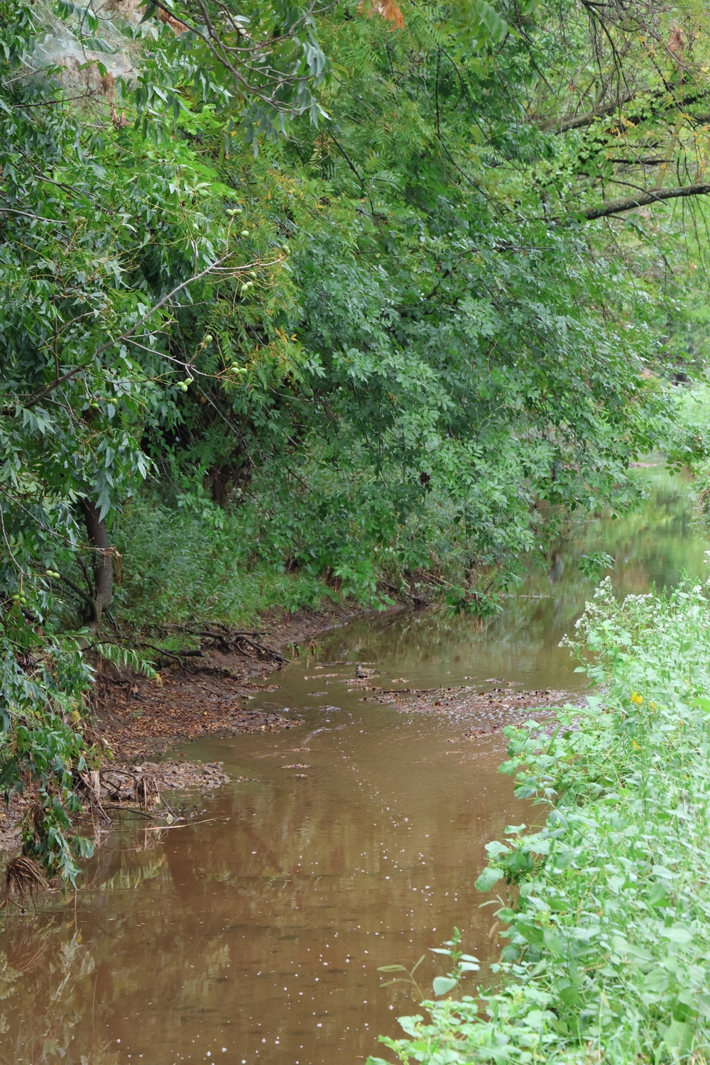 Sitting Bear Creek