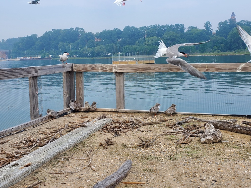 Common Tern Conservation Success at Naval Station Great Lakes