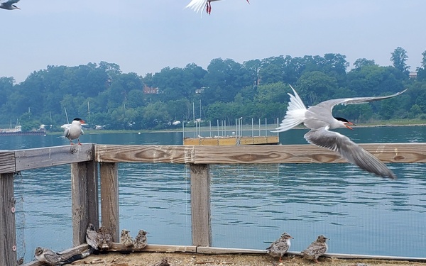Common Tern Conservation Success at Naval Station Great Lakes