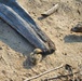 Common Tern Conservation Success at Naval Station Great Lakes