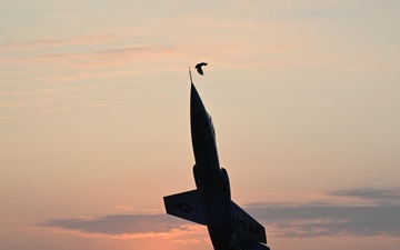 Hawk at Lockheed F-104 Starfighter
