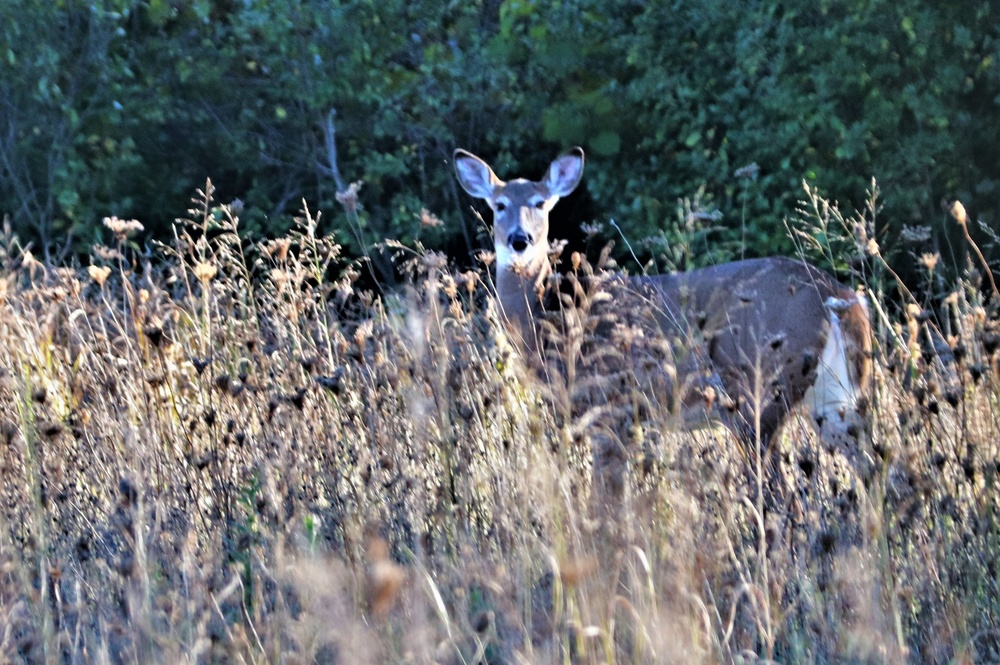 2023 archery deer season underway; Fort McCoy hunters must make sure to have necessary permits, licenses