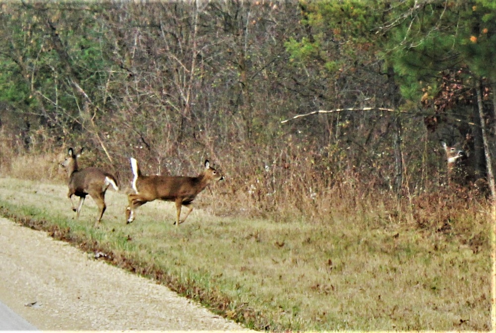 2023 archery deer season underway; Fort McCoy hunters must make sure to have necessary permits, licenses