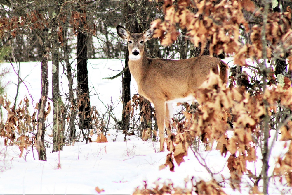 2023 archery deer season underway; Fort McCoy hunters must make sure to have necessary permits, licenses