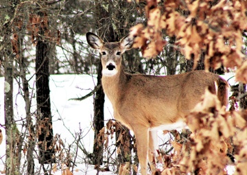 2023 archery deer season underway; Fort McCoy hunters must make sure to have necessary permits, licenses