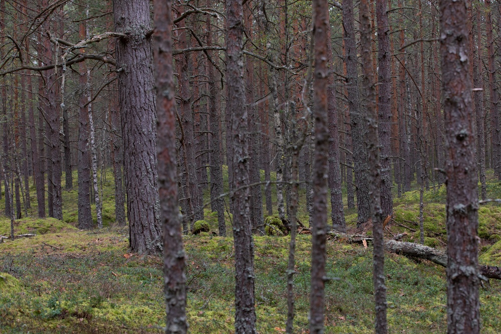 Task Force Marne sharpshooter teams conduct sniper field craft during Silver Arrow exercise