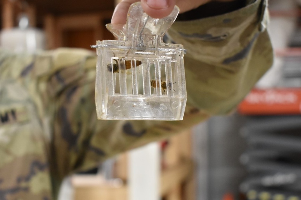 JBLM honeybee hobbyist brings new home to bees, new hope to veterans
