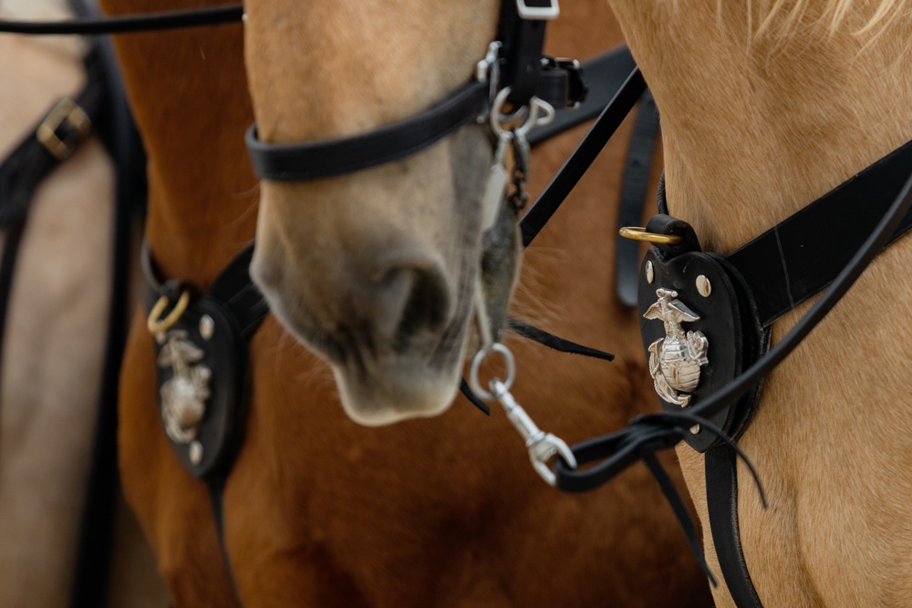 America's Airshow 2023: U.S. Marine Corps Mounted Color Guard