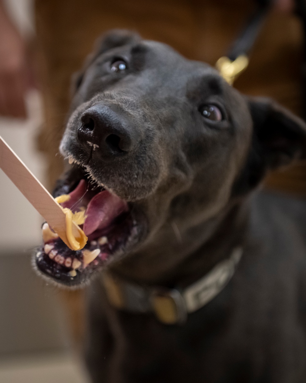Caring hands and canine heroes