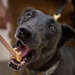Caring hands and canine heroes