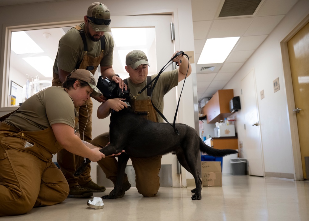 Caring hands and canine heroes