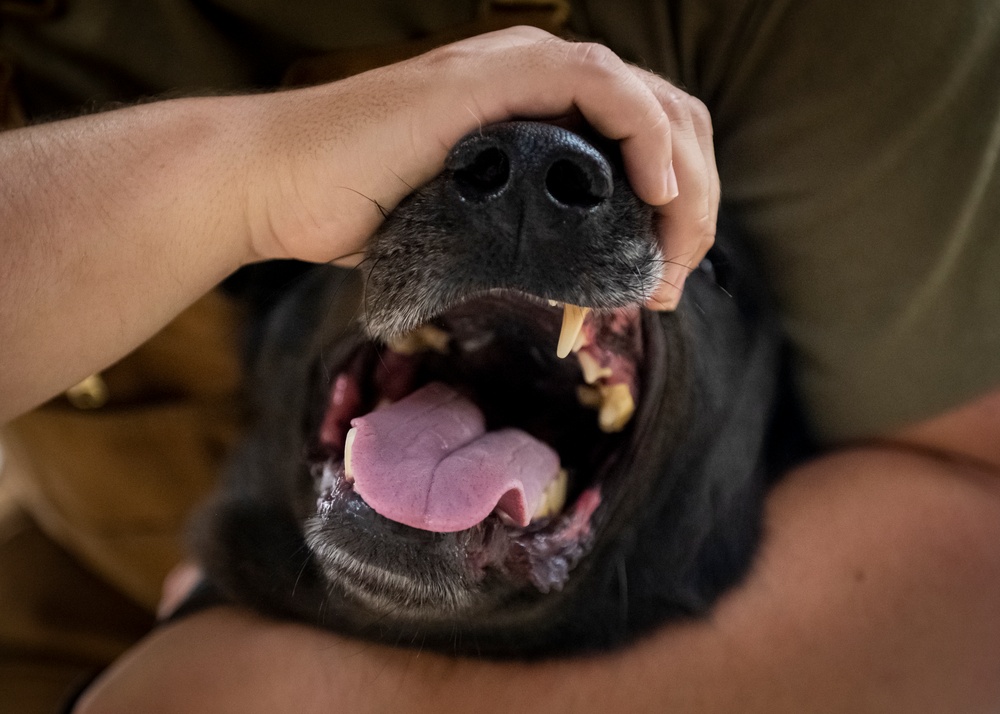 Caring hands and canine heroes