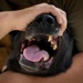 Caring hands and canine heroes