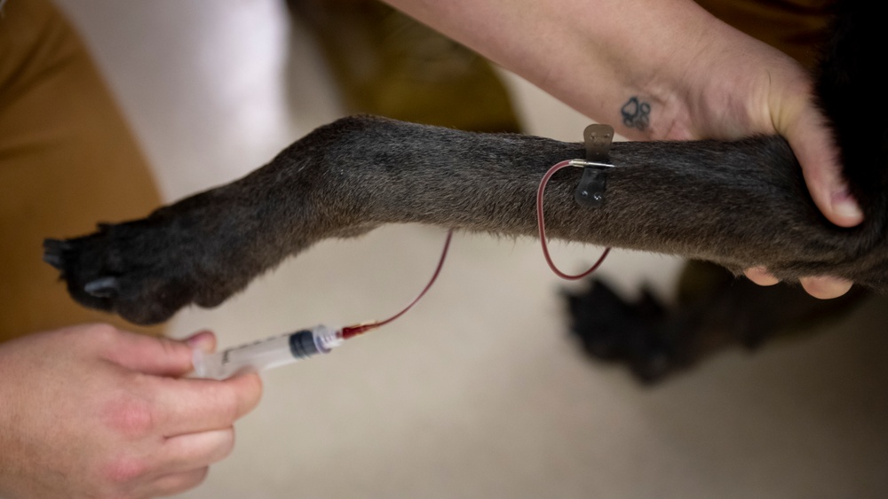 Caring hands and canine heroes