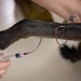 Caring hands and canine heroes