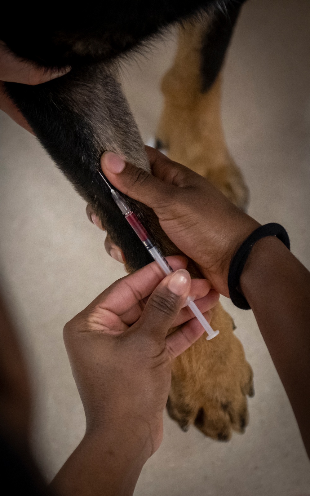 Caring hands and canine heroes